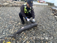 슬도아트 앞 방파제서 폐사한 상괭이 발견