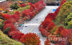 문수체육공원 단풍 절정…은행나무길 따라 깊어가는 가을정취