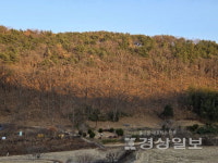 울산 첫 수목장림 조성 추진…주민 반발에 제동