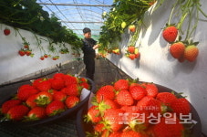 침샘 자극 빨간맛…추워야 제맛