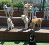 화면 속 자연스러운 동물 연기의 비밀 펫포커스, 국가 공인 동물행동지도사 참여