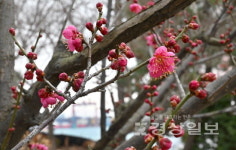 홍매화가 전하는 이른 봄 소식