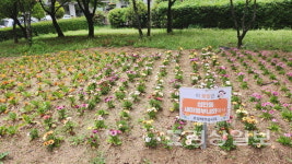 [울산의 小공원 산책하기](33) 원동력은 마로니에-백양공원