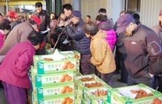영동 상촌 곶감 경매시장 북적