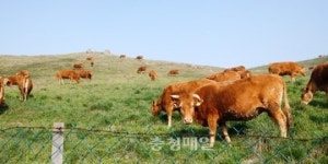 저 푸른 초원 위 산책나온 소떼