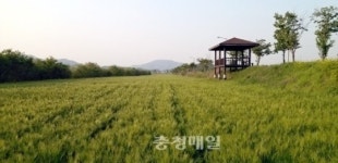 음성 생극 응천, 청보리밭 눈길