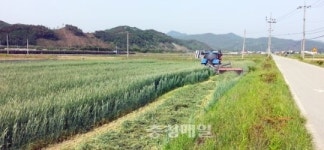 괴산군, 조사료 생산 기반 확충한다