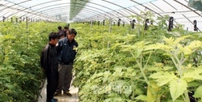 토마토 수경재배 답은 현장에 있다