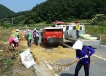 청양 장평면 청보리밭길 수확 결실
