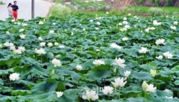 강내면 연꽃마을 연꽃 만개