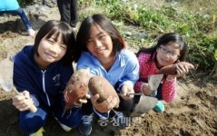 음성 대장초 텃밭 고구마 수확