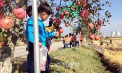 충주 어린이집 원아들, 사과따기 체험