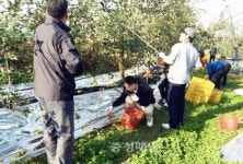 청원구·내수읍 농촌일손돕기