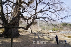 영동 영국사 은행나무 영구 보존