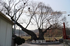 영동 학산면에 가면 독립군 나무 있다