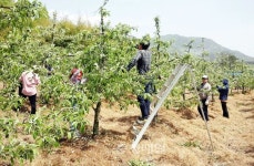 홍성 금마면, 농촌일손돕기