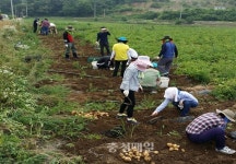 당진 면천면사무소, 감자재배 농가서 일손돕기