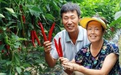 괴산 고추대상에 정운경씨
