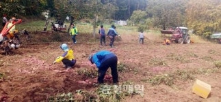 보령 청라면 오삼전 자율방범대, 고구마 나눔 행사