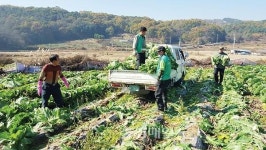 청주 용담명암산성동 새마을지도자·부녀회 배추 수확