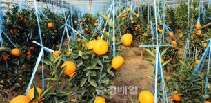 충주 감귤 탄금향 출하…농가 소득원으로 자리매김