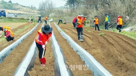청주 모충동 주민자치위, 고구마 심기