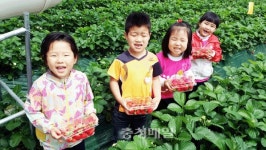 청주 내곡초병설유치원, 딸기 따기 체험