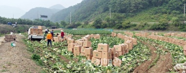충주시, 수출 배추 물류비 지원