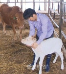 청주에서 흰 송아지 태어났다