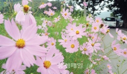 코스모스 한들한들