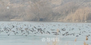 미호천서 월동 중인 오리떼