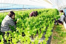 홍성 장곡면 젊은 협업농장 샐러리 수확 분주