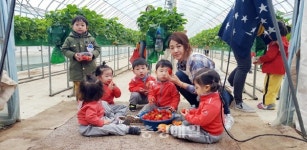 직접 따 먹는 딸기 더 맛있어요