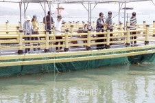 손맛이 기가막혀…홍성 천수만 해상낚시공원 인기