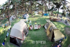 100년 송림 영동 송호관광지, 전국 캠핑족 유혹