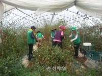 전북 새마을회, 농작물 정리 도와