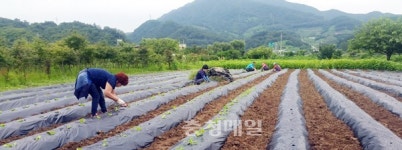 충주 동량면 주민자치위, 나눔농장에 배추 파종