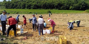홍성 홍북읍 농촌지도자회, 불우이웃돕기 고구마 수확