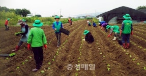 부여 홍산면, 사랑의 김장채소 심기 행사