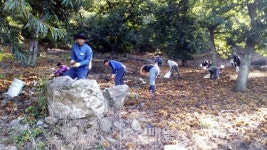 부여 구룡면, 일손부족 농가 찾아 밤 수확 봉사