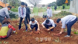 논산 연무중, 고구마 캐기 행사