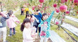 보은황토사과 수확체험 인기