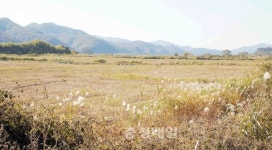 공주시 죽당 거대억새단지사업 졸속행정 논란