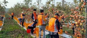 충남농협, 예산 사과농장서 일손 도와