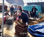 음성 생극면 주민자치위, 농촌 일손돕기 봉사