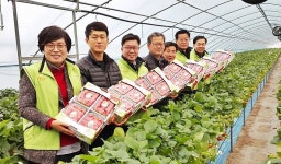 청남농협 청원생명 딸기 연합사업 추진