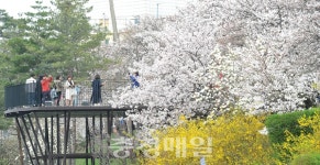 벚꽃·목련·개나리…봄꽃에 빠지다