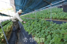 홍성군, 유기농 인삼·아로니아 재배 한창