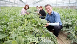 청정 자연의 맛 영동 양산수박 출하