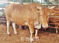 슈퍼 한우 2년만에 충주서 탄생